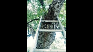 Live Bee Removal Katy Tx - 832-598-7244