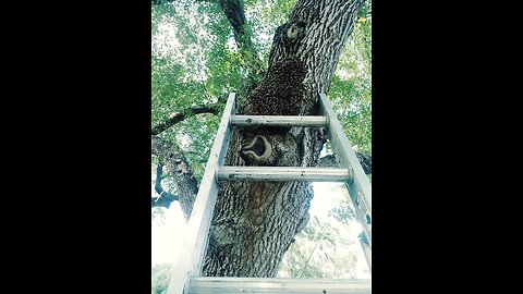 Live Bee Removal Katy Tx - 832-598-7244