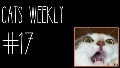 Cats Weekly (#17) – Smols 'N Beans