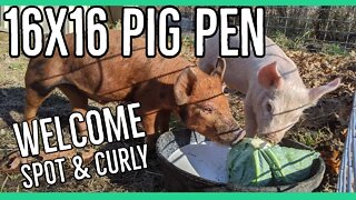 Building a Simple 16x16 Pig Pen ||Welcoming Spot & Curly to the Homestead||