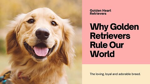 Golden Hearts: Why Golden Retrievers Rule Our World