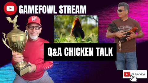 Gamefowl Stream / Q&A Chicken Talk