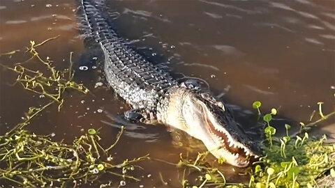 Big Alligator at RV Park Grunts at Us!