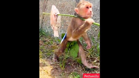 Hard working smart monkey show off his fishing skill