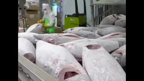 Tuna Factory 🐟 #youtube #altuna #canned tuna #Frozen tuna