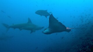 Spotted eagle stingray boldly swims among hammerhead sharks