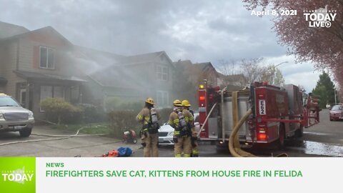 Firefighters save cat, kittens from house fire in Felida