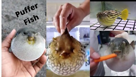 Puffer fish 🐟| koi fish | funny puffer fish 🐠| sea food |