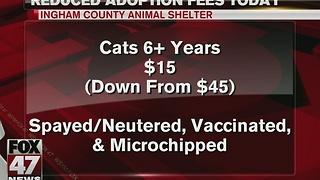 Reduced adoption fees in Ingham County