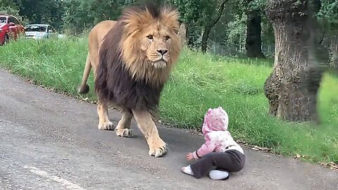 How Does a Lion Treat a Baby!!!