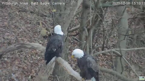 Hays Eagles Dad joins Mom on Woods Limb with a bounce 2020 12 08 309pm