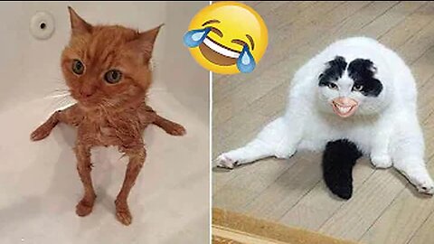 Best Funny Animal Videos 2023 - Hilarious Cats and Dogs Compilation🤣🐱🐶