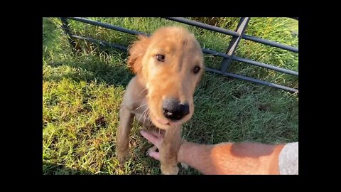 Wild Dogs - Puppies - Came Over To Visit The Horses - Ransom Gave Some Good Warnings