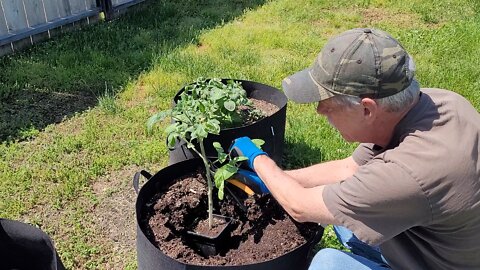 Two Ways To Plant Leggy or Tall Tomato Plants
