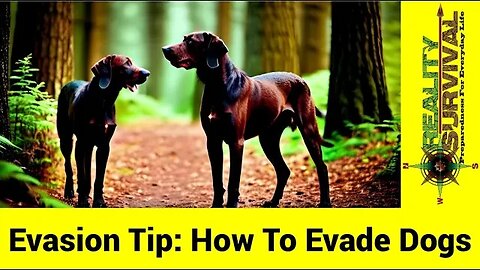 Advanced Evasion Tips: Evading Dogs
