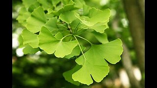 Ginkgo leaf (Ginkgo Biloba)