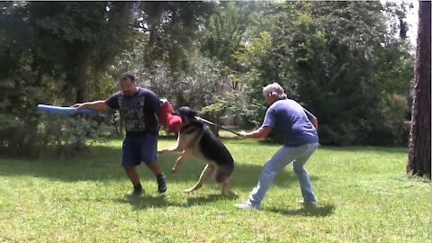 Guard Dog Training Explained Step by Step!
