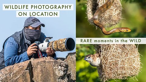 Chasing GOLDEN HOUR & Finding RARITY | Wildlife Photography On Location