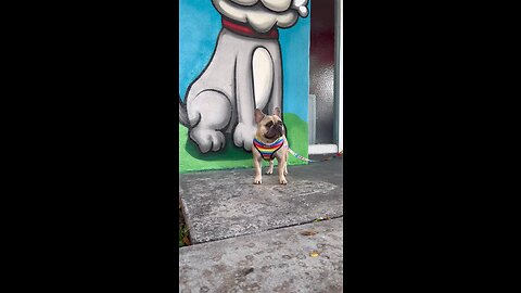 Always Need To Take Pictures and Video for Social Media | Mochi The French Bulldog