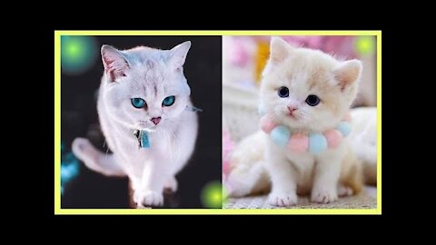 Cute Baby Funny Animal Videos funny Dog and Cat Compilation_ _Cute animals_ (1)