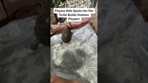 Filipina Wife Spoils Pet Turtle Builds Outdoor Playpen