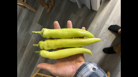 Growing banana peppers