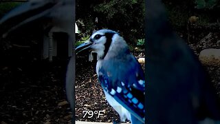 Blue Jay at the Selfie Cam #birds #nature #shorts