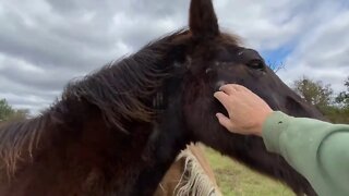 Wild Horse Runs At Me & Tries To Kick Me - I Explain Why - A Little Bucking Buddy Show