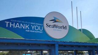 SeaWorld San Diego 2021 Labor Day Weekend #shorts