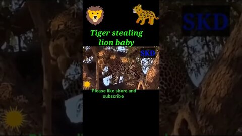 Tiger stealing lion baby 🍼#shorts #youtubeshorts #shortvideo