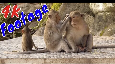 4K Quality Animal Footage - Monkeys Beautiful Scenes Episode 12 | Viral Monkey 🐒