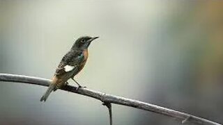Natural Birds Chirping Sound Original