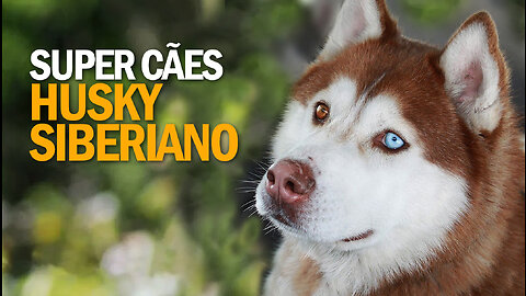 Super Cães | Husky Siberiano | Siberian Husky | JV Jornalismo Verdade