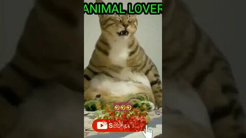 পাদের কি রহস্য🤣🤣 #cute #catshorts #subscribe #unfreeze #animalslover