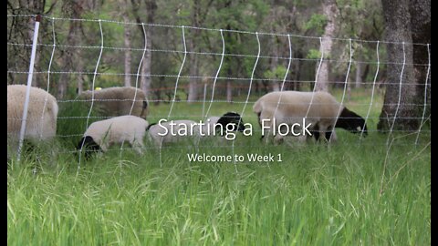 Week 1 (Starting a flock)