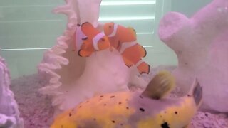 Clownfish Protecting Eggs in Aquarium