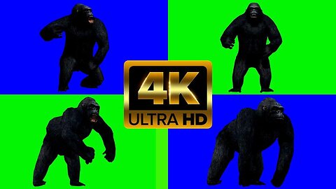 Mountain Gorilla 🦍 | Blue & Green Screen | 4k Ultra HD Video | Free Download | No Copyright