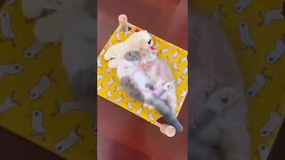 FUNNY CUTE PUPPY - Tiktok Compiled #Shorts