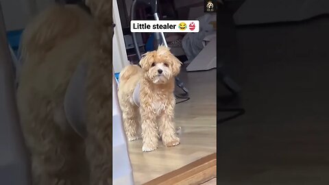 🐶 Why are you filming 💖😍 | #Cute #dog #shorts