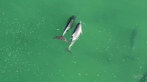 Dolphins at Betka Beach 4k