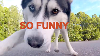 Cute Siberian Husky Chases Remote Control Car - GoPro View From Car