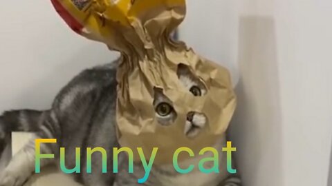 OMG So Cute Best Funny Cat Videos 2022
