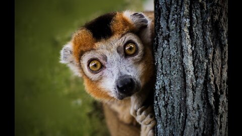 Funny Lemur from Madagascar - lovely ❤️