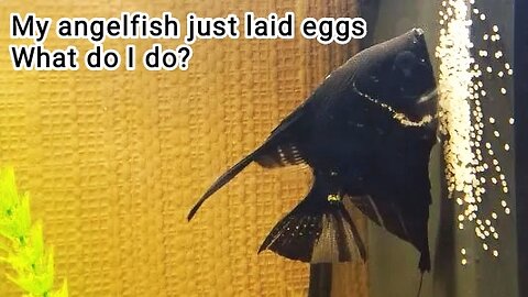 My angelfish just laid eggs. What do I do?