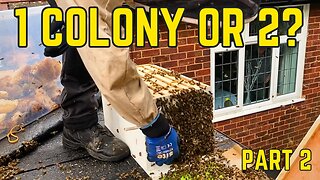 AMAZING CONSTRUCTION THIS BEE HIVE IS WILD! | HONEY BEES IN A FLAT ROOF