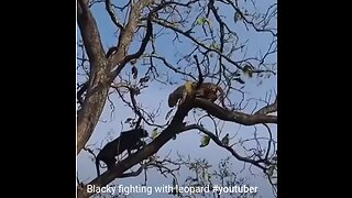 Blacky fighting with leopard