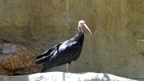 CatTV: Take Your Cat to San Diego Safari Park: Southern Bald Ibis