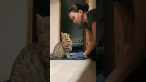 #shorts Смешные Коты Из Тик Тока 277 Funny Cats From Tiktok