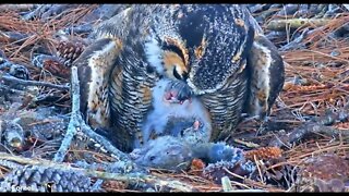 Owlet's Morning Feeding 🦉 2/25/22 06:50