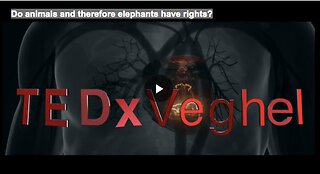 Do animals and therefore elephants have rights?